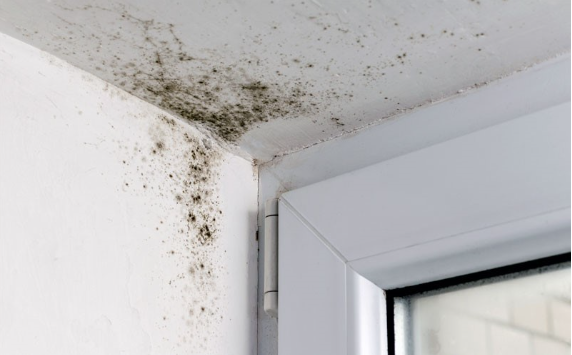 La pintura antimoho no es eficaz, te explicamos el porqué - Humidity Home  Solutions